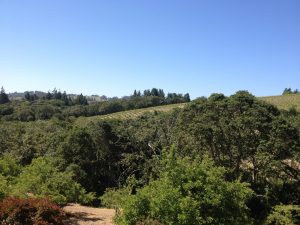 Burnside Road, Sebastopol, Sonoma County