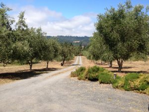 Sebastopol Country Property