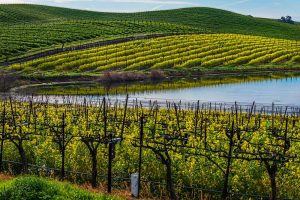 Sebastopol/West County