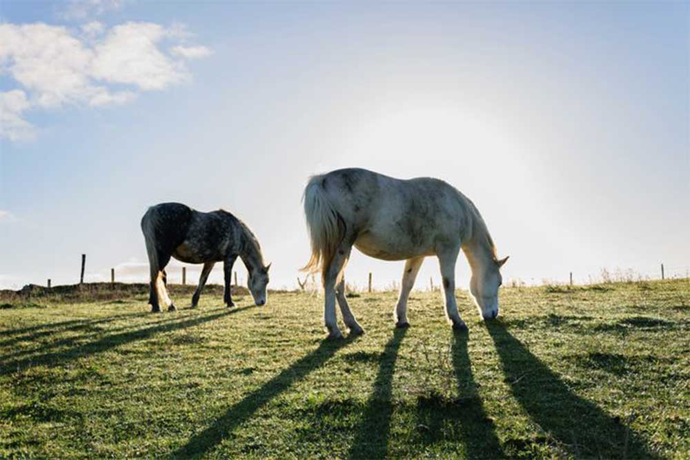 Country & Horse Property