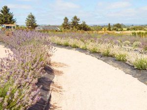 Lavender Fields