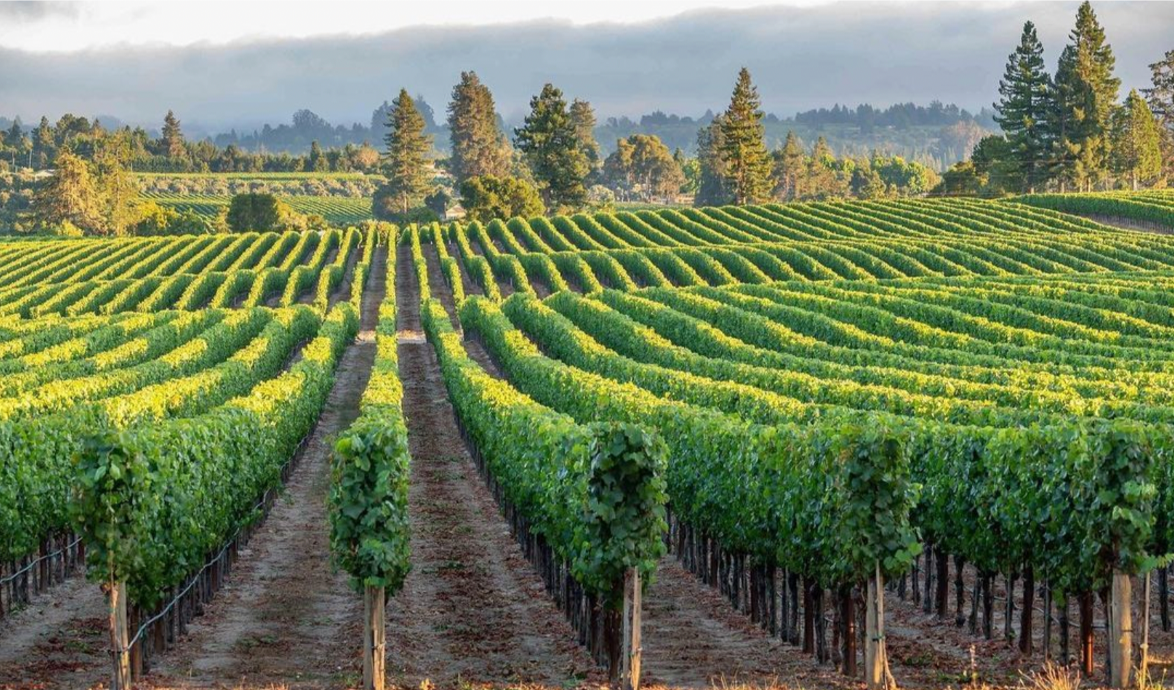 sonoma county vineyards